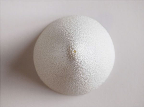 Sensorial Appetizer